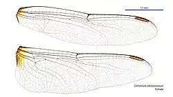 Female wings