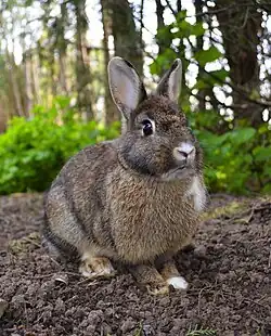 Brown and white rabbit