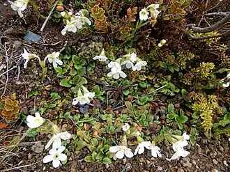 Flowering plants