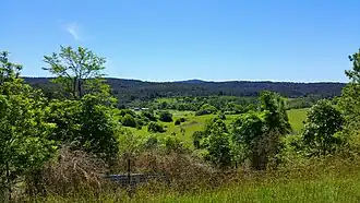 Minmi bushland