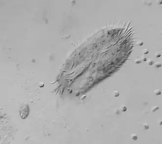 Oxytricha sp.