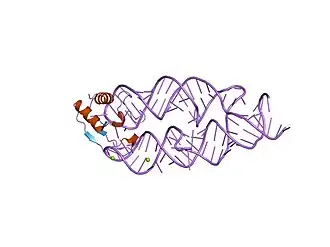 SRP19-7S.S SRP RNA complex from M. jannaschii