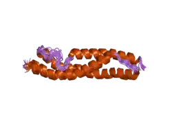 1wlx: Solution structure of the third spectrin repeat of alpha-actinin-4
