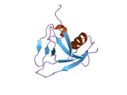 2ja4: CRYSTAL STRUCTURE OF CD5 DOMAIN III REVEALS THE FOLD OF A GROUP B SCAVENGER CYSTEINE-RICH RECEPTOR