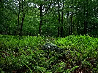 Forest at Promised Land State Park