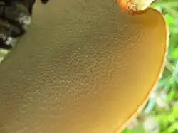 Pores