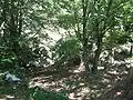 Forest area in Croce di Pruno