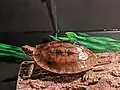 Juvenile C. c. annamitica