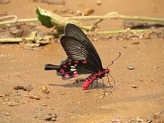 Ventral view