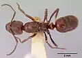 Top view