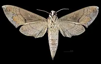 Female ventral view