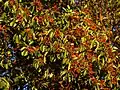Fruit of Arbutus menziesii