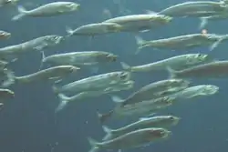 These schooling Pacific sardines are forage fish.