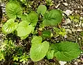 A young plant (in spring)