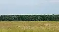 The Băneasa Forest