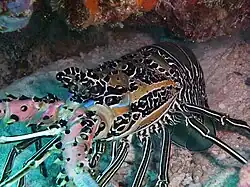 P. versicolor in Pom Pom Island. Dorsal view