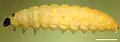 Last instar larva