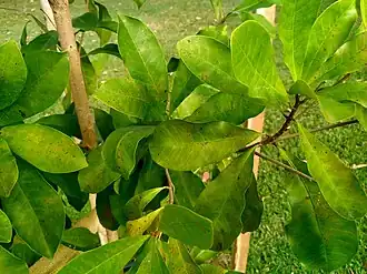 Foliage