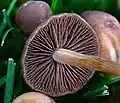 Stipe and gills
