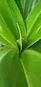 Emergent leaf