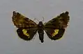 Small yellow underwing Panemeria tenebrata Catocalinae