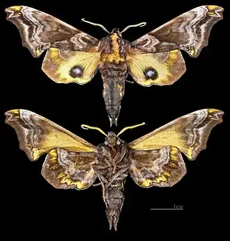 Paonias myops