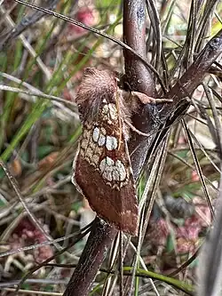 Adult