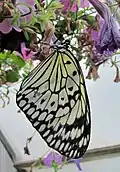 Ventral view
