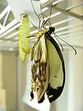 Emerging from chrysalis