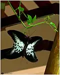 Mating