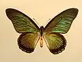 green sheen, from the Democratic Republic of the Congo