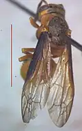 Parachartergus smithii