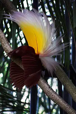 Image 1 Paradisaea apoda, native to Papua, displaying its feathers (from Western New Guinea)