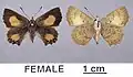 Mounted female