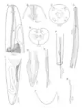 Philometra rara (Nematoda, Philometridae)