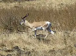 Brown and white bovid