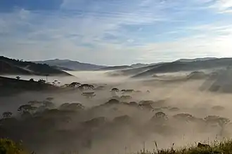 Neblina em floresta de araucárias