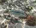 A dash-and-dot goatfish (Parupeneus barberinus)