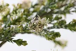 Flowers of an unidentified Passerina species
