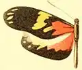 P. c. larunda