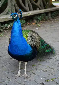 Indian Peafowl