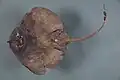 Underside of the smooth deep-sea skate