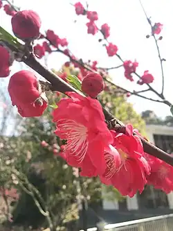Red Peach Tree in Blossom in Peach Valley.