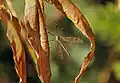 Habitus