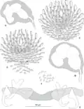 P. sulamericanus from Hyporthodus niveatus