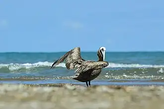 Brown pelican