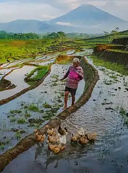 A farmer grazes his ducks in Central Java