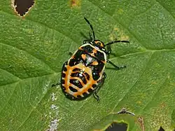Nymph
