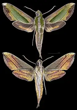 Pergesa