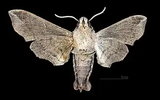 Female ventral view